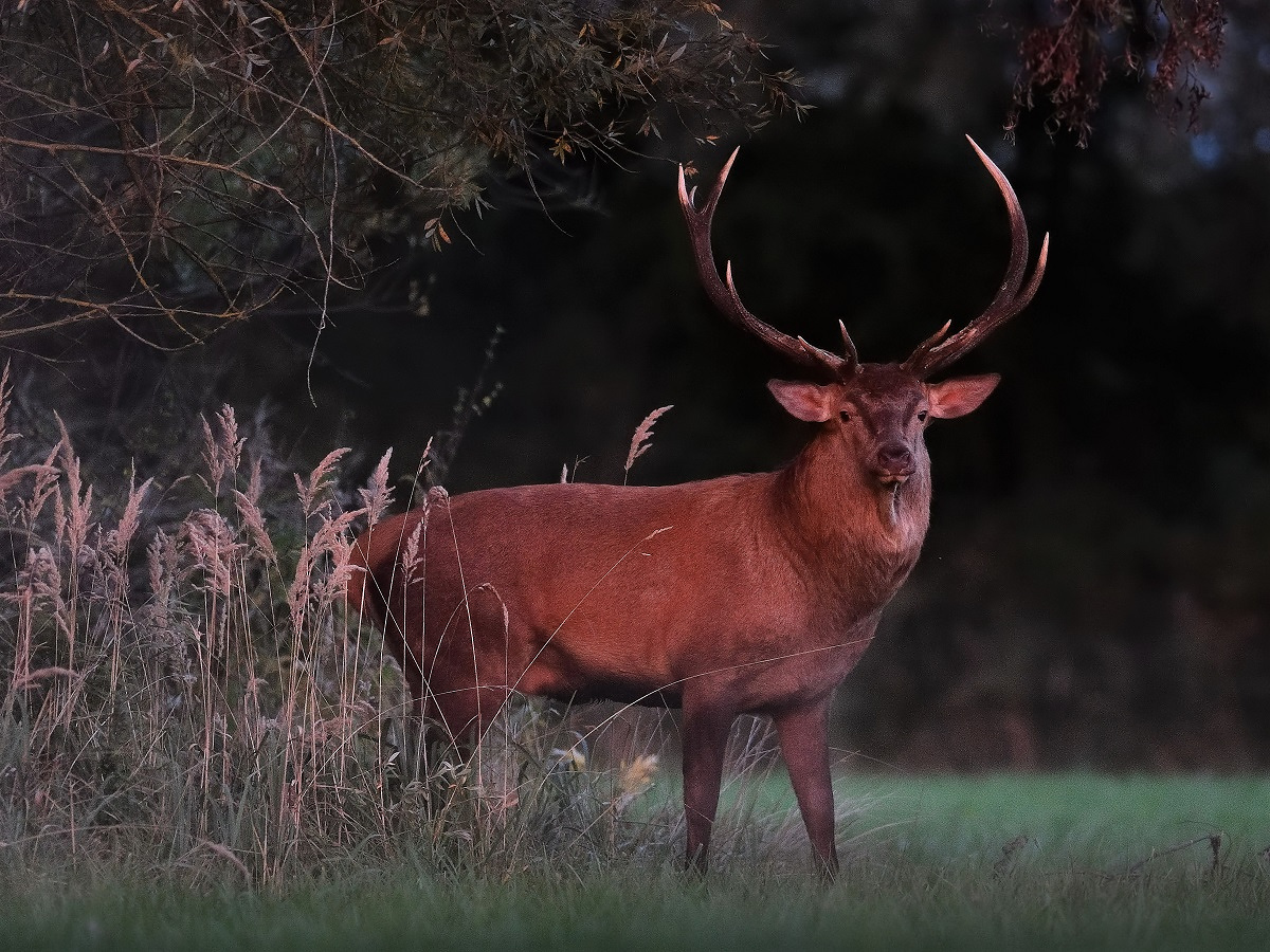 Platzhirsch tritt aus dem Wald