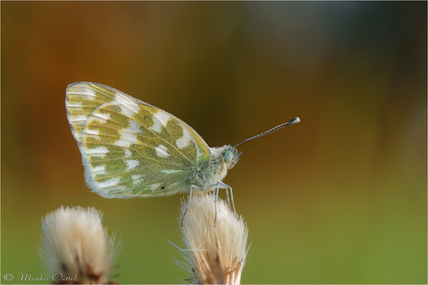 Resedafalter (Pontia edusa)