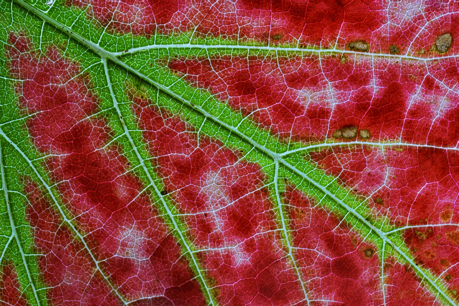 Herbstfarben