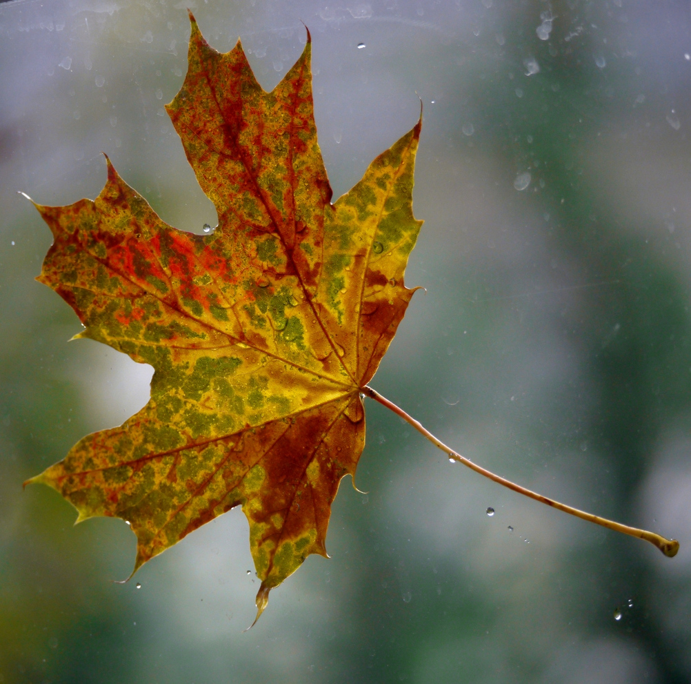 Der Herbst pocht ....