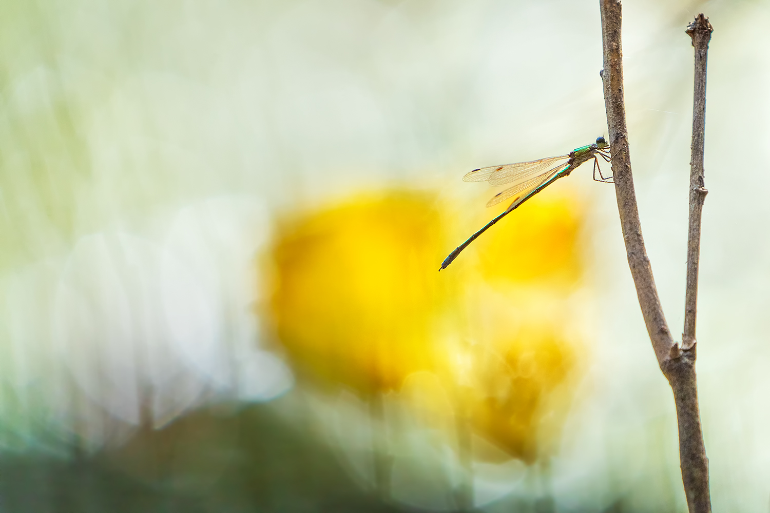 Libelle, mal anders