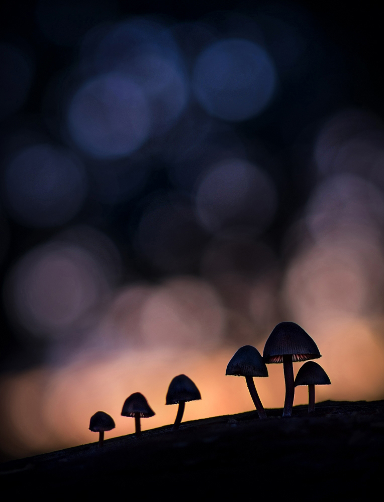 Mycena  Maculata auf Totholz