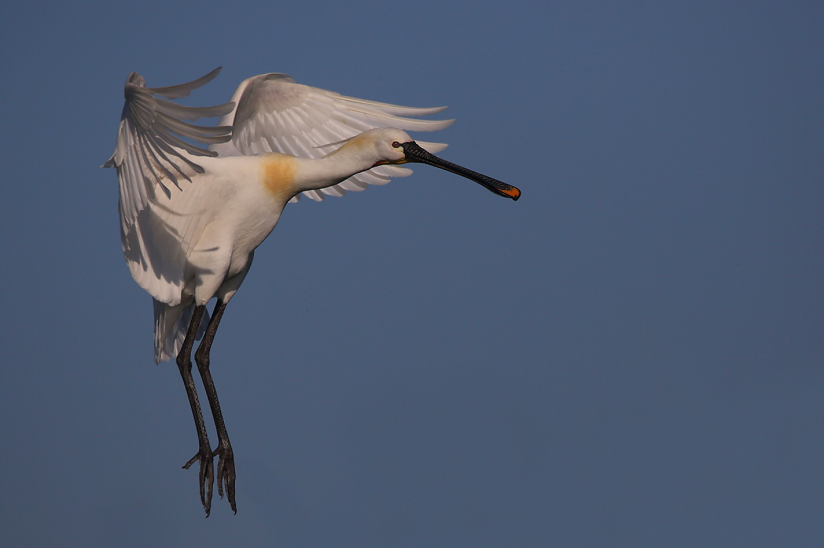 Löffelreiher im Anflug