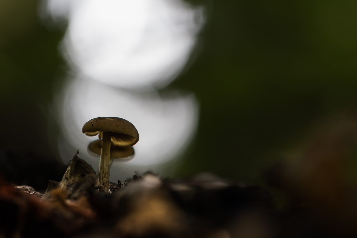 Pilze im Gegenlicht