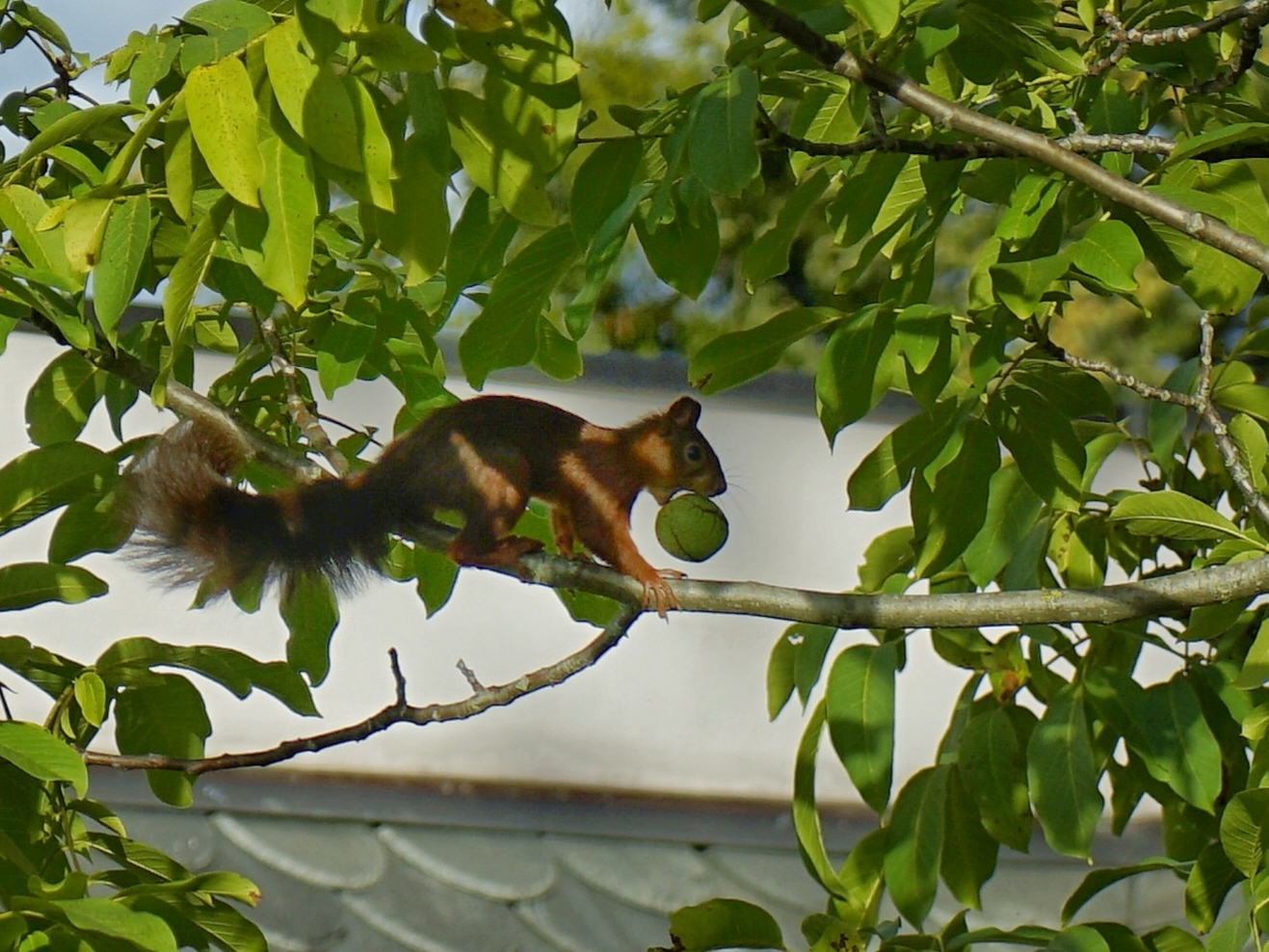 Das "Dorn-Hörnchen"