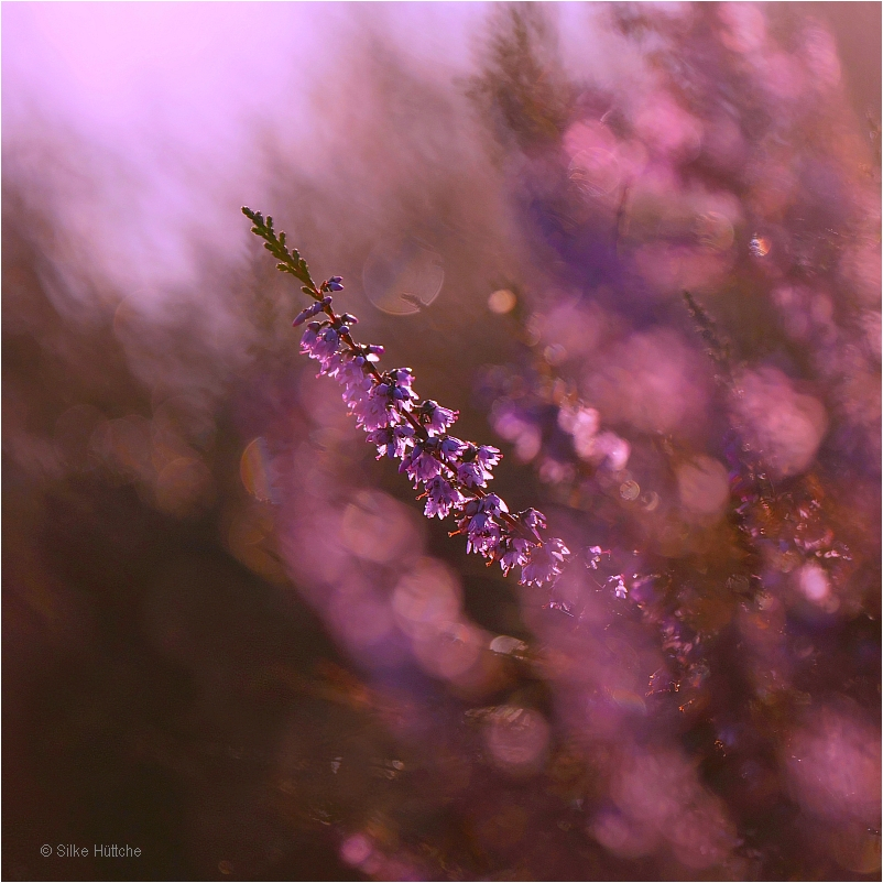 Heideblüte
