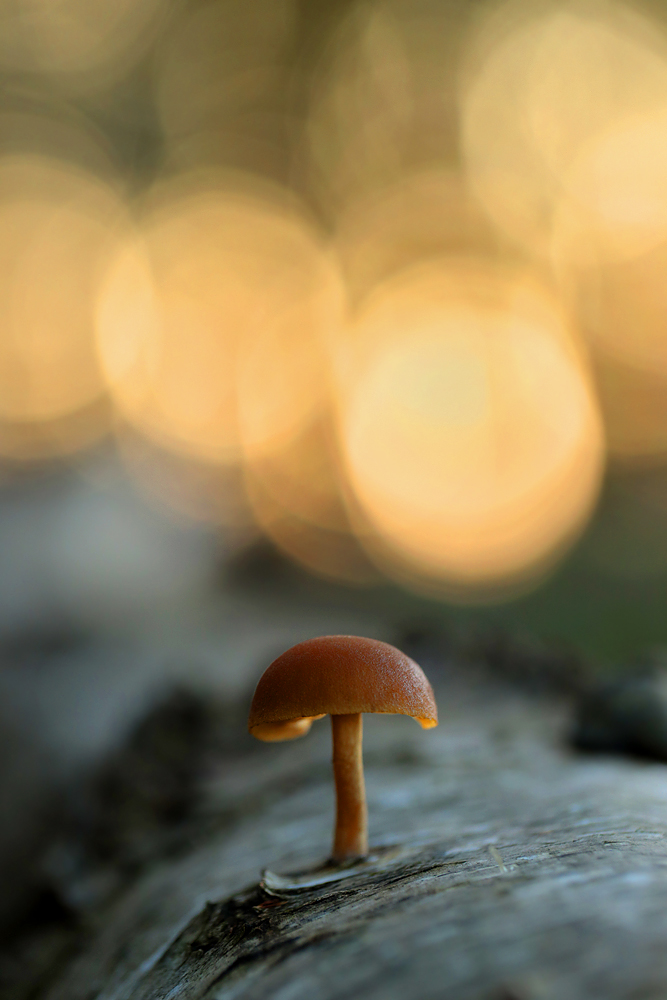 Diesen kleinen Pilz...
