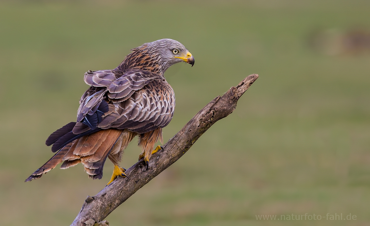 Brandenburger Adler