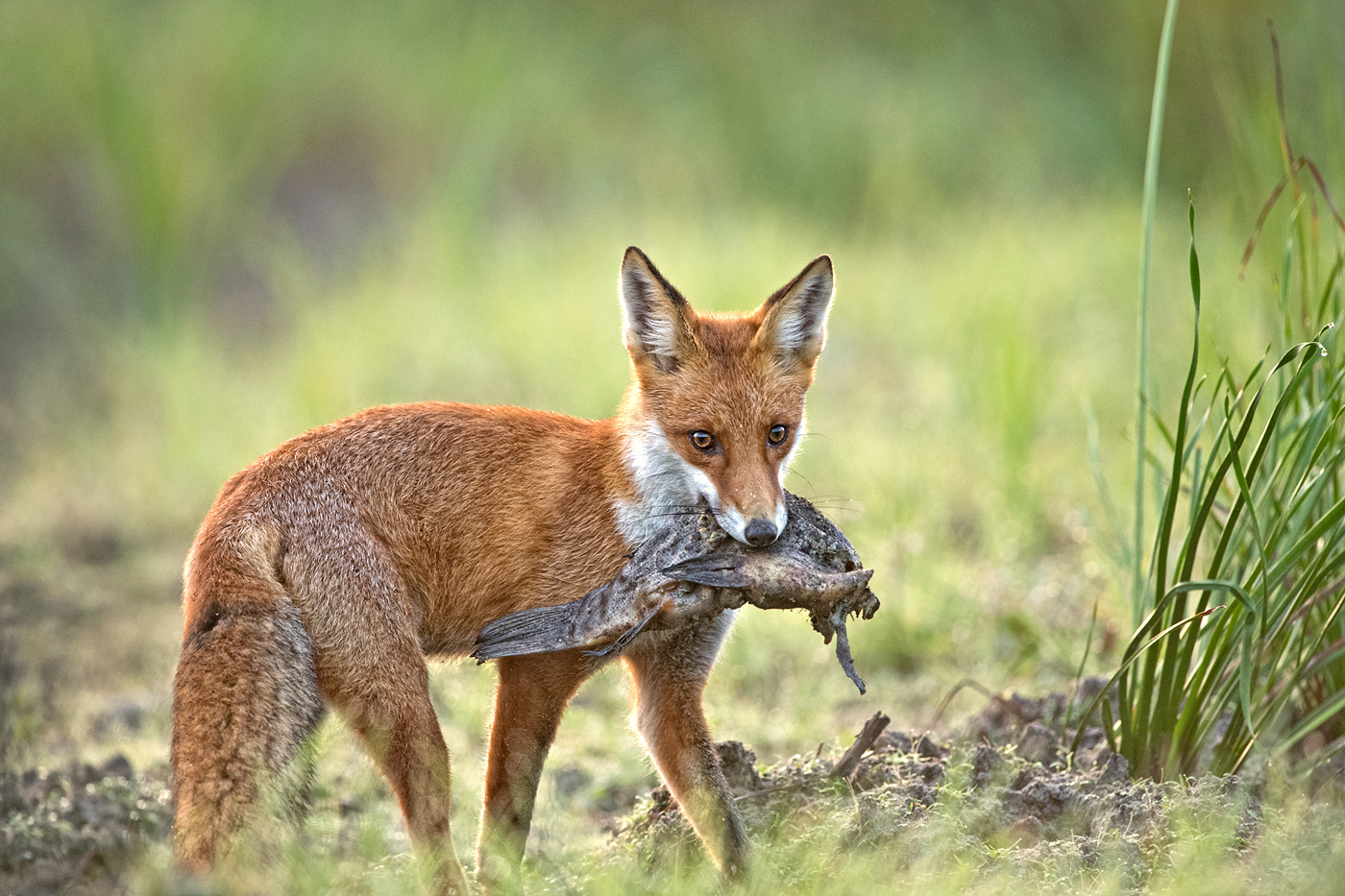 Fuchs mit Fisch