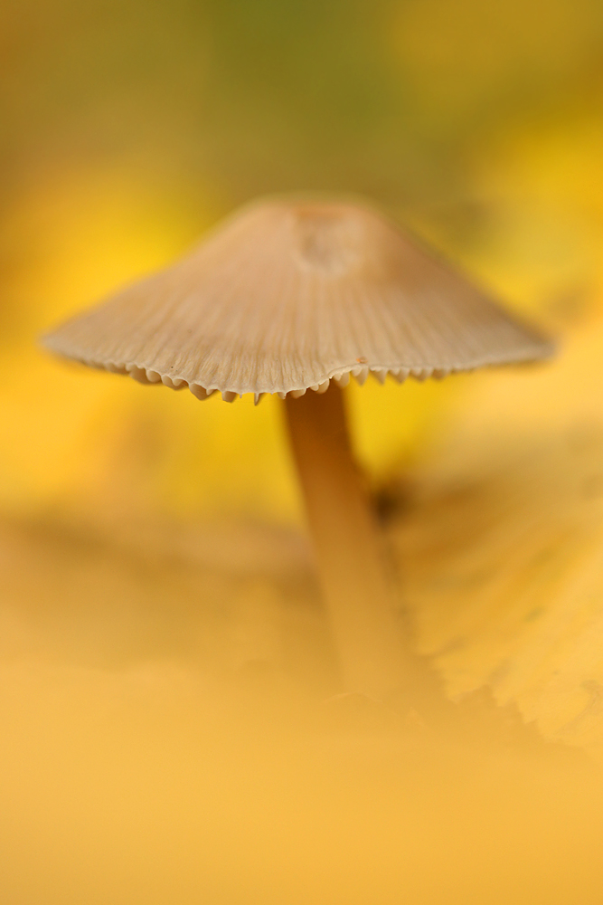 Im gelblichen Laub