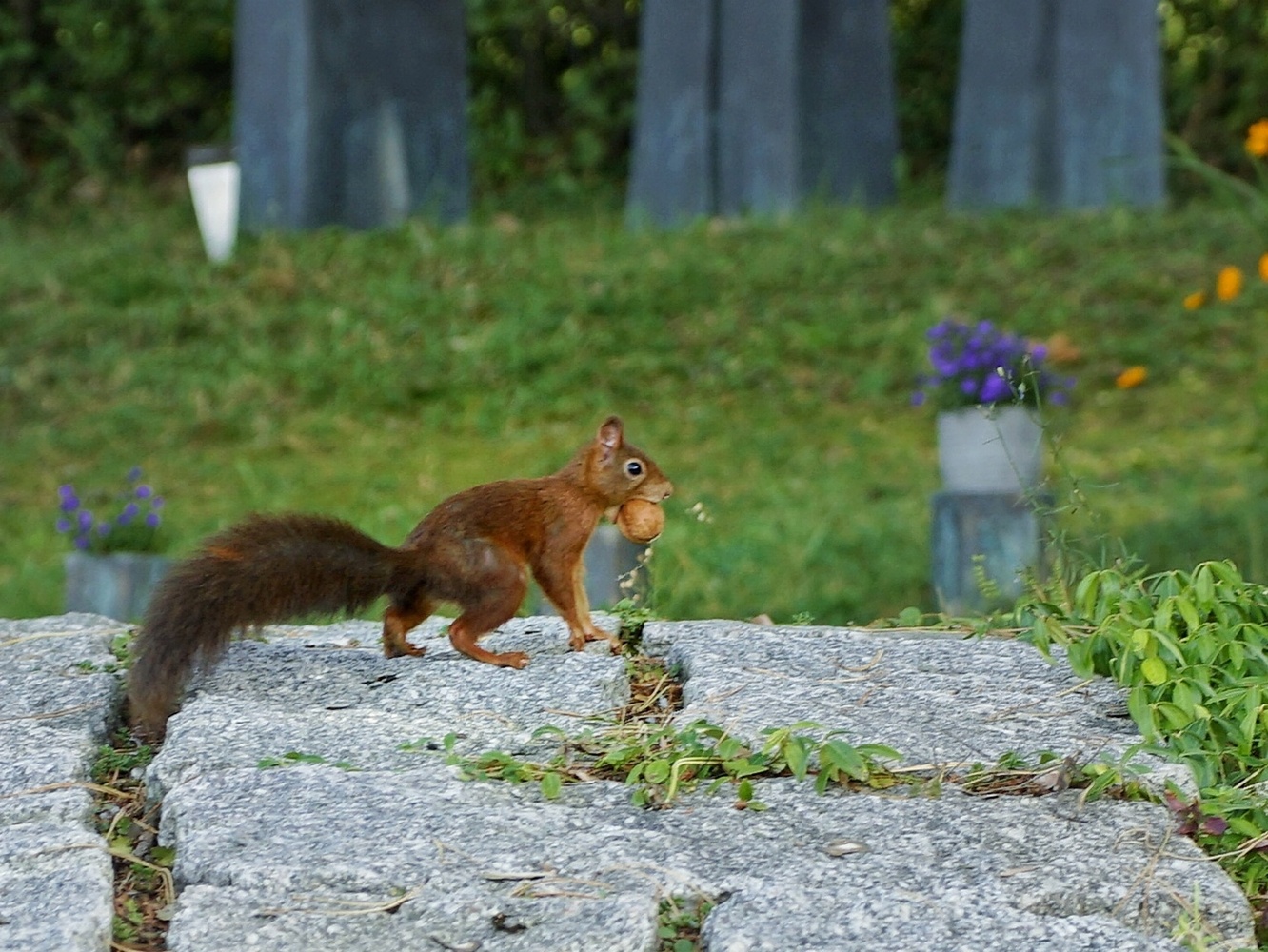 "Dorn-Hörnchen" ll