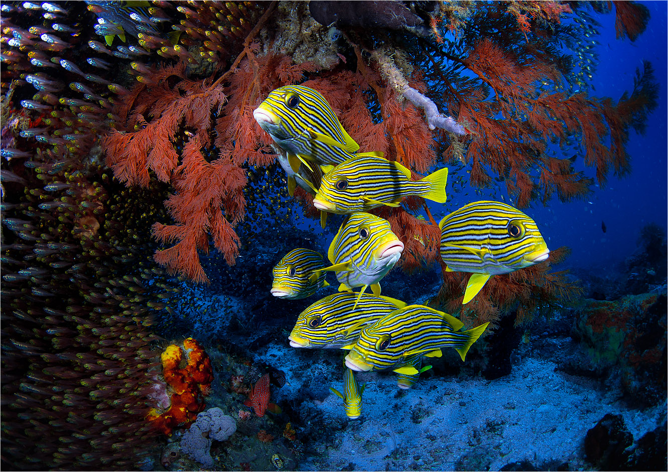 Sweetlips