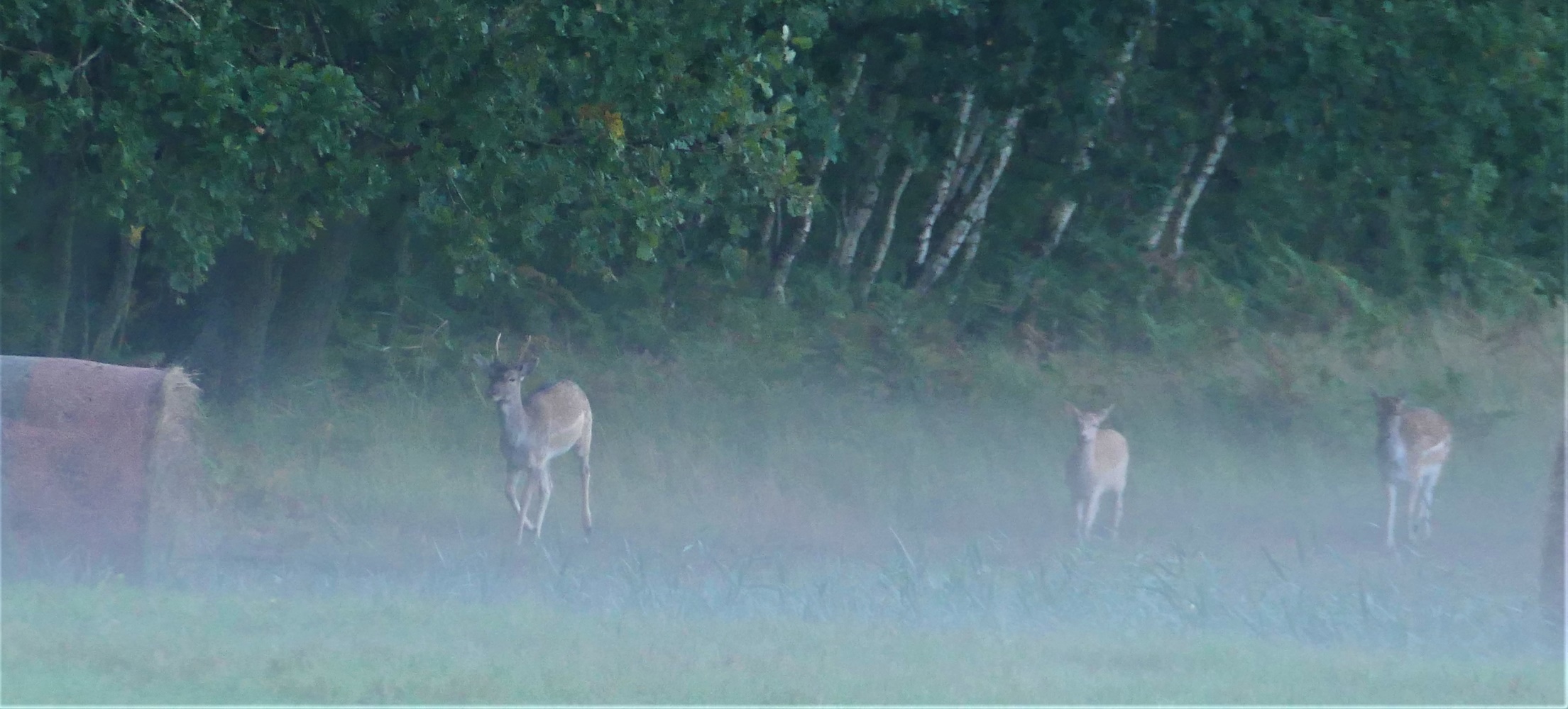 Morgennebel über der Wiese