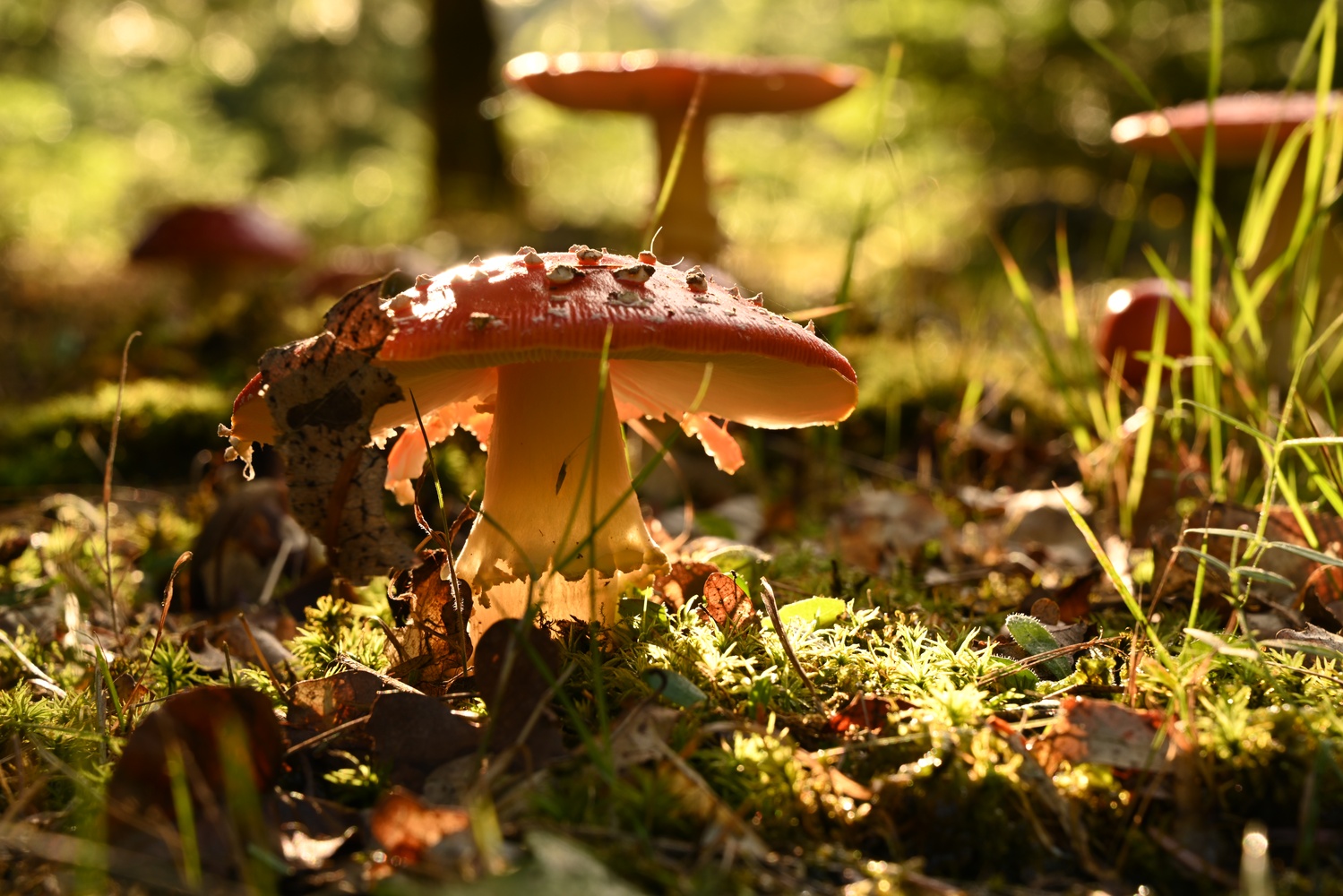 Der leuchtende Pilz