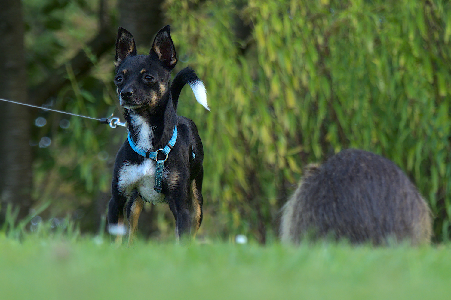 Kurpark II: Hund und Nutria