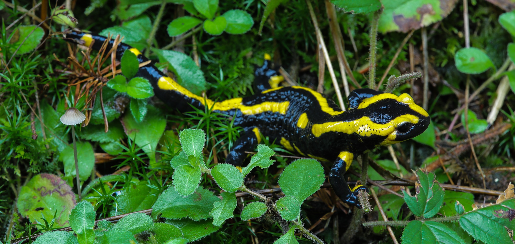 Feuersalamander