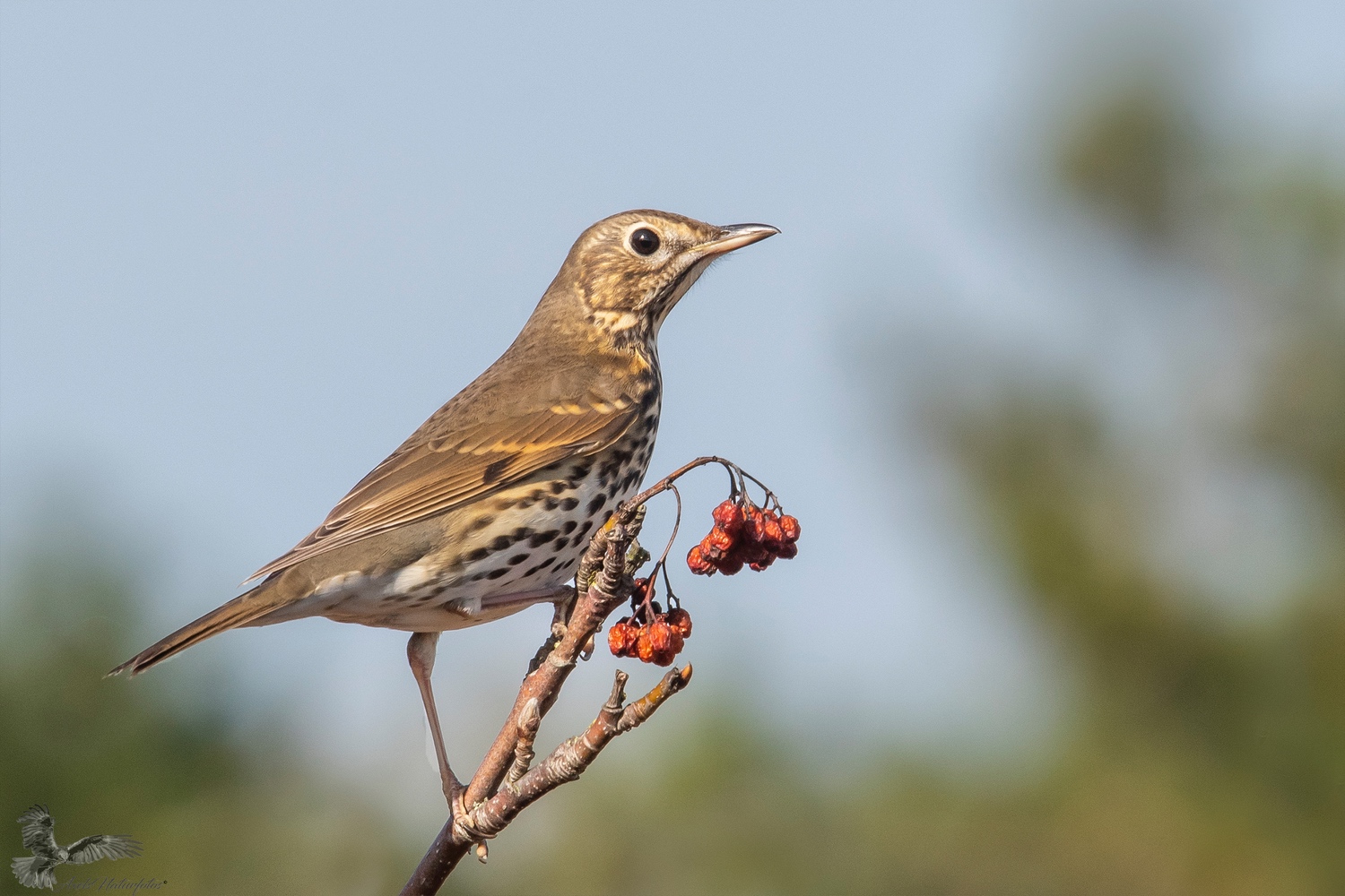 Singdrossel... (Forum für Naturfotografen)