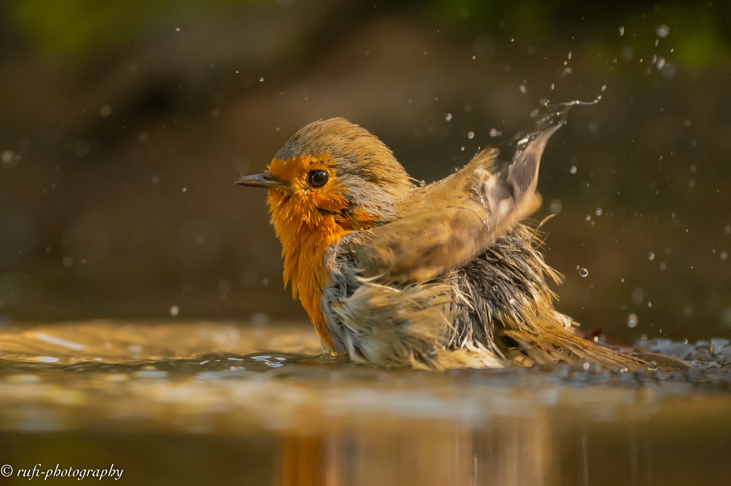 Rotkehlchen beim Morgenbad