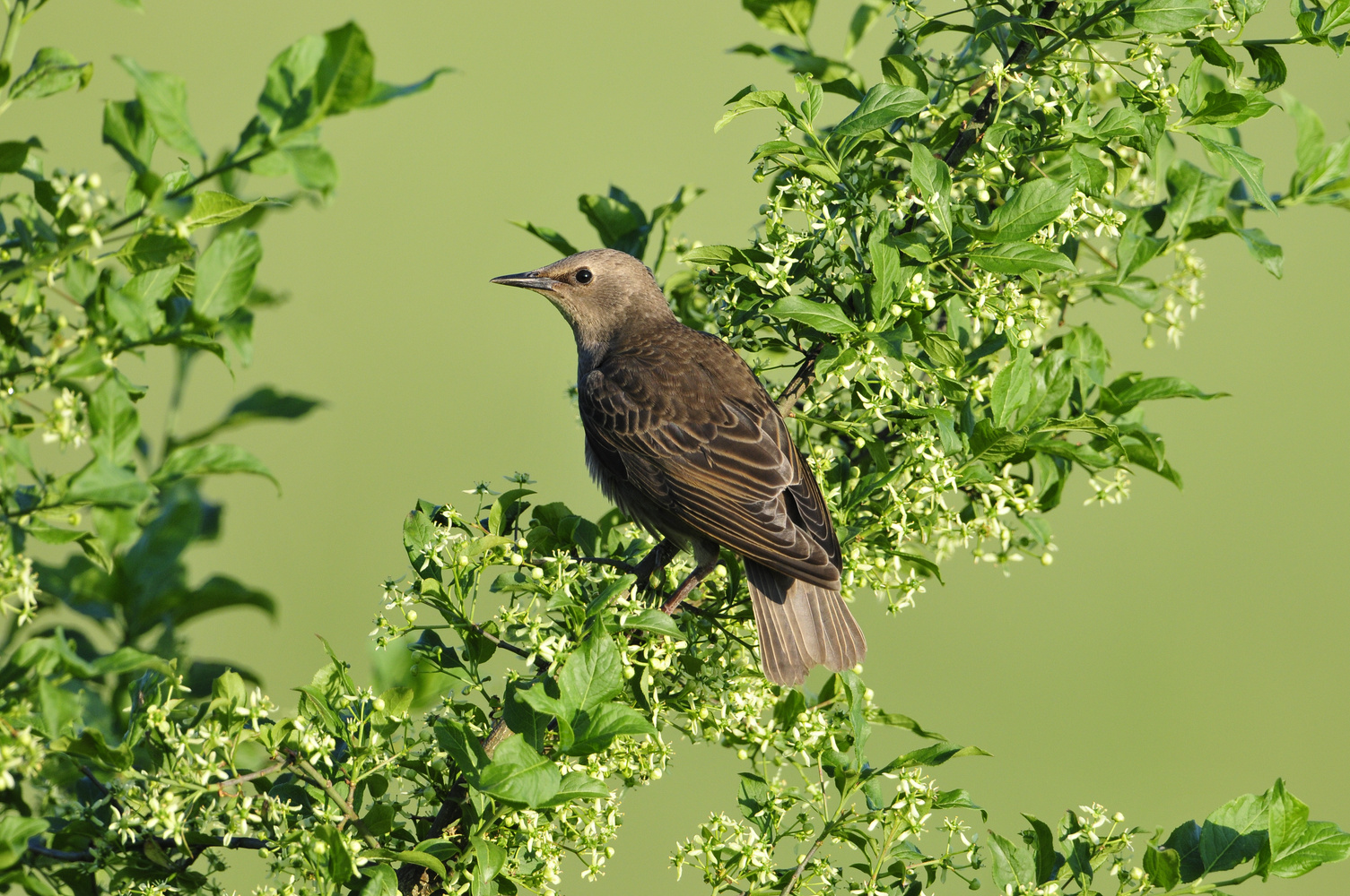 Star Jungvogel