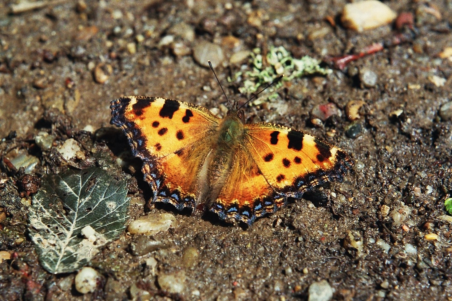 Und mein allererster großer Fuchs,