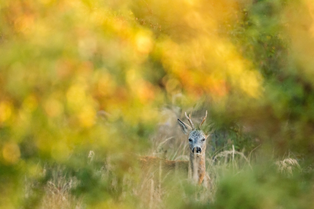 "...Herbstbock..."