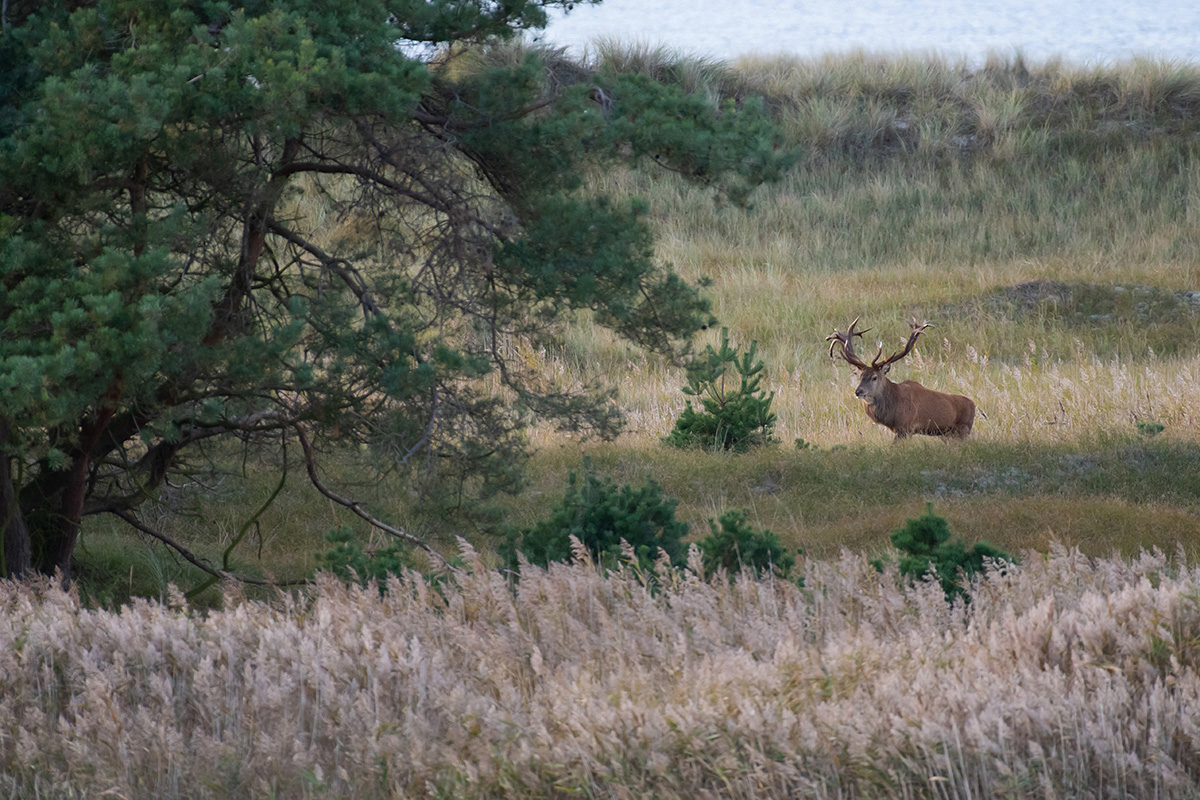 Der Ausnahmehirsch