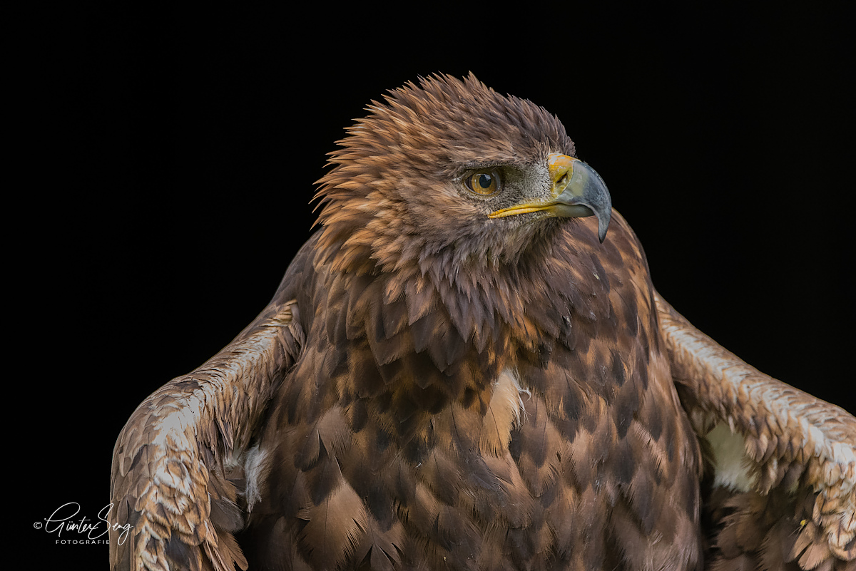 Steinadler Portrait