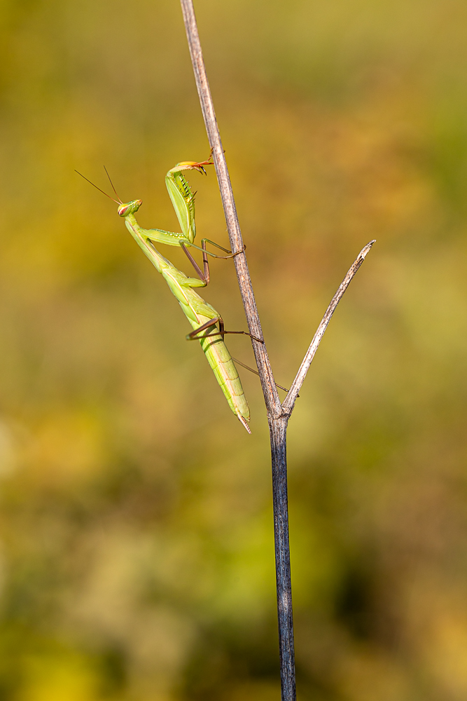 Mantis religiosa