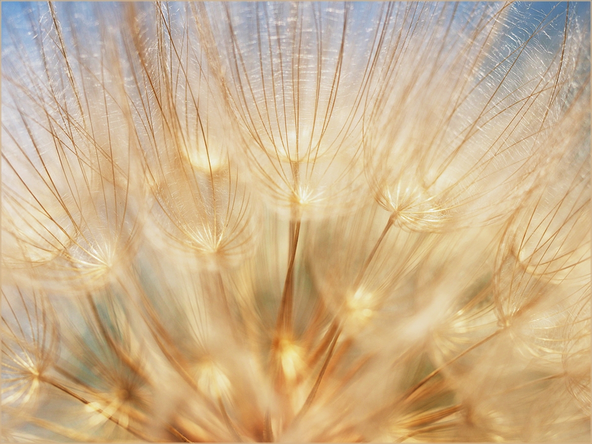 Goldener Wiesenbocksbart