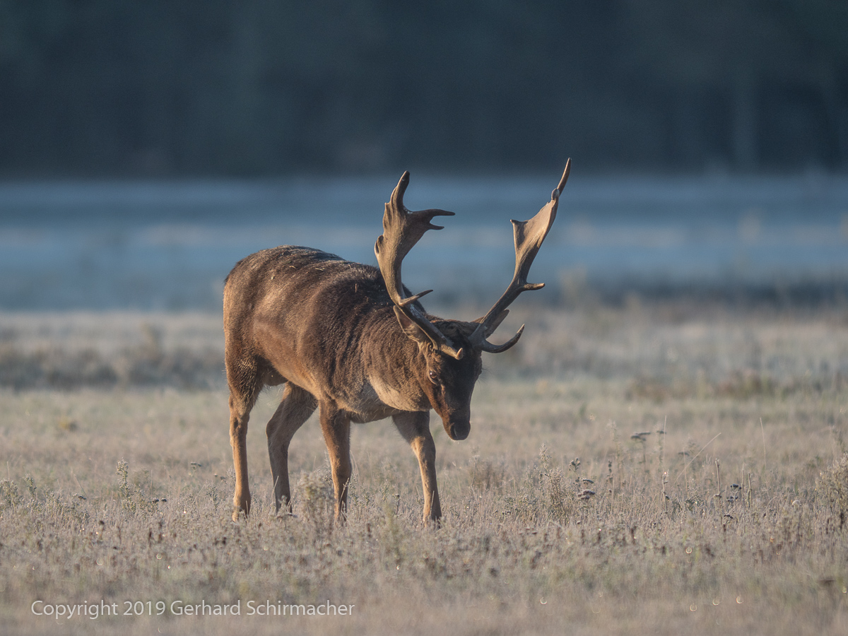 Der erste Frost