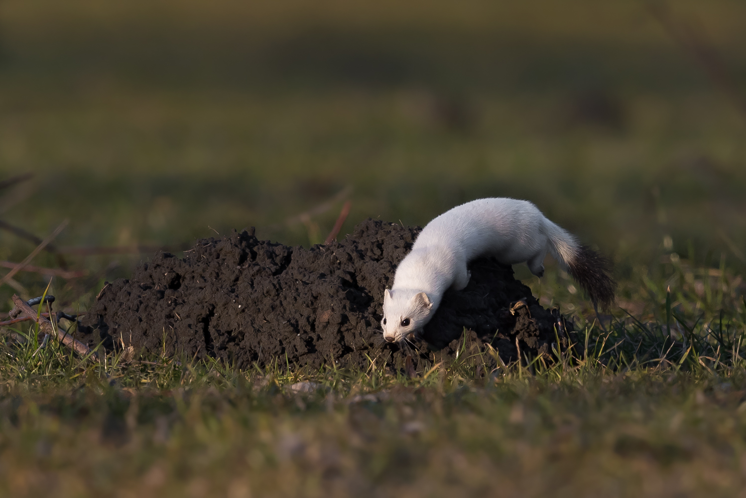 Die Jagd beginnt