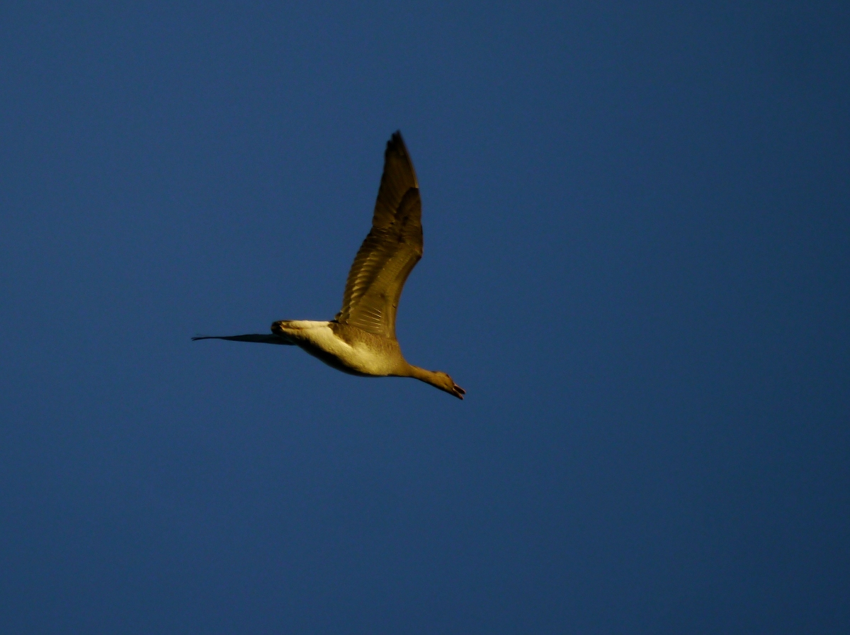 Graugans in der Abendsonne