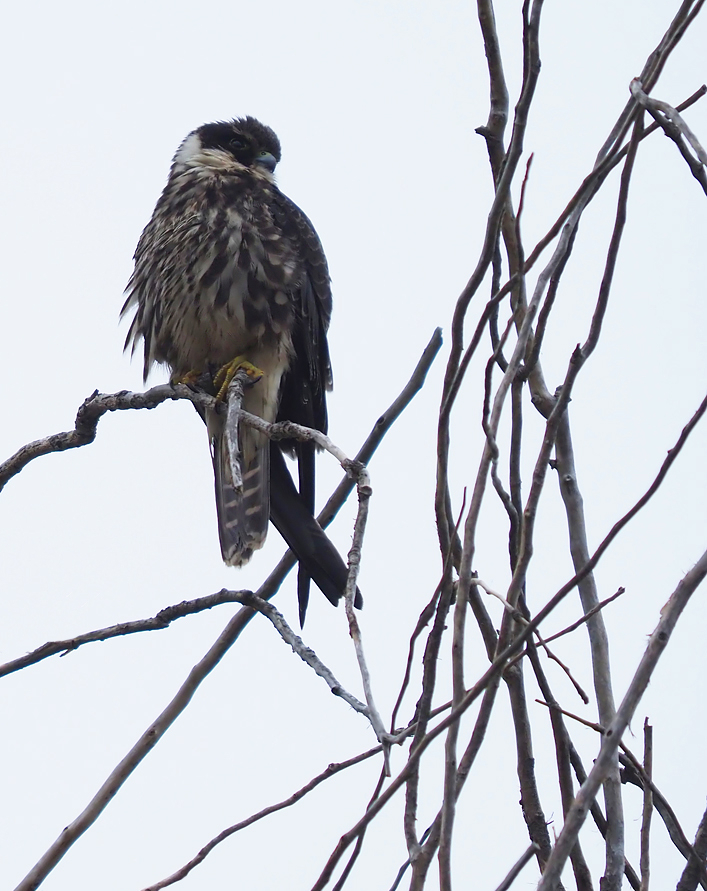 Baumfalke