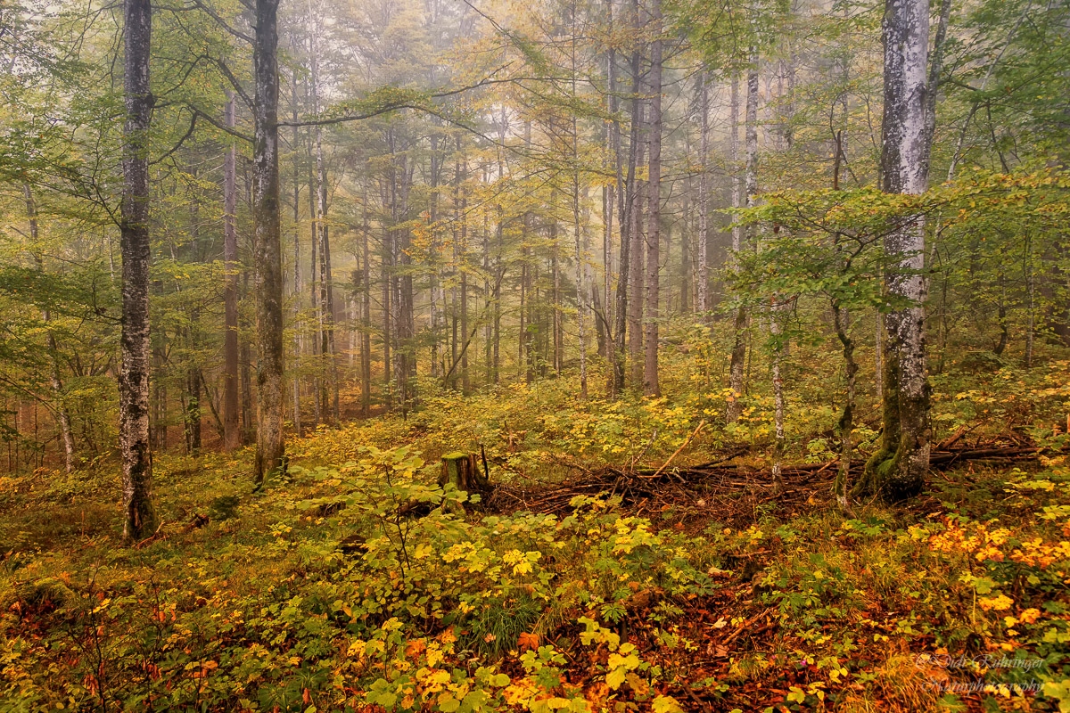 ~Herbstfarben~