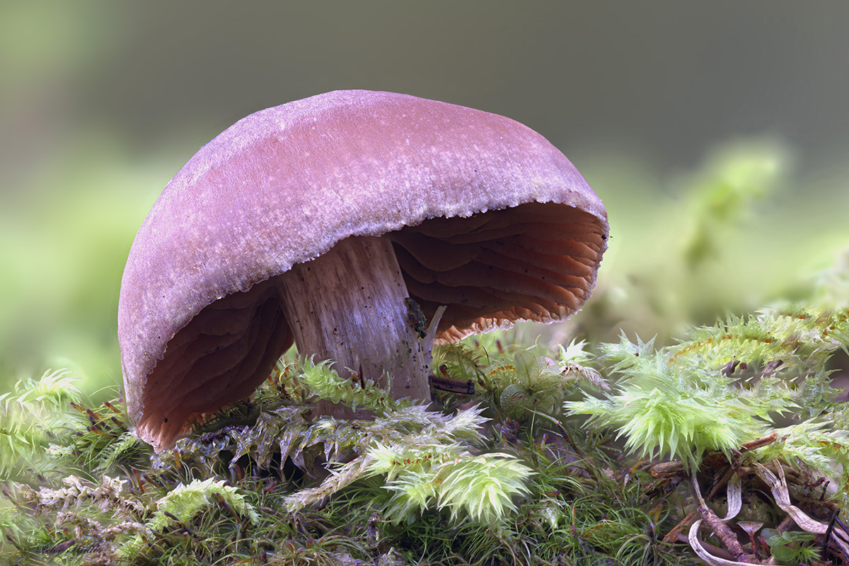 Ein Pilz (Forum für Naturfotografen)