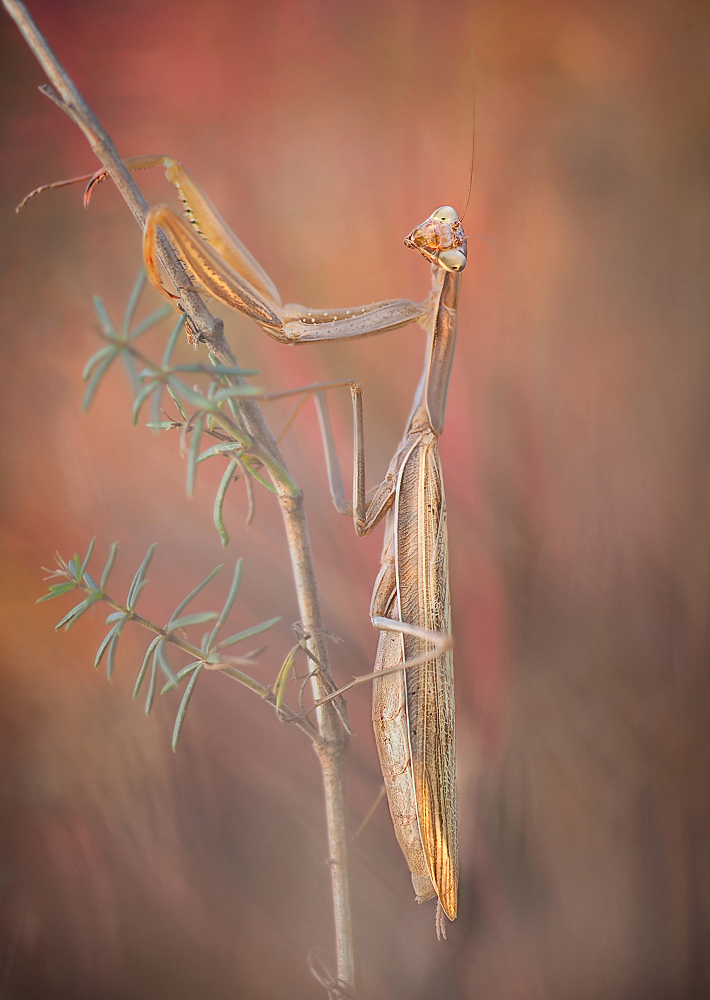 Mantis religiosa