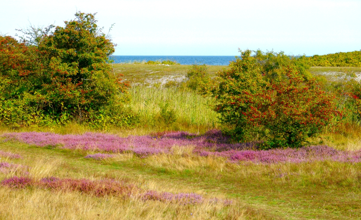 Hagebutten und Heide