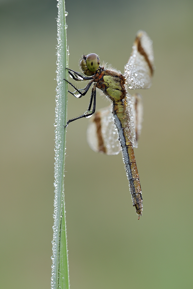 Heidelibelle