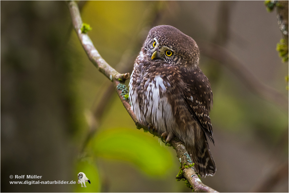 Sperlingskauz (Glaucidium passerinum)