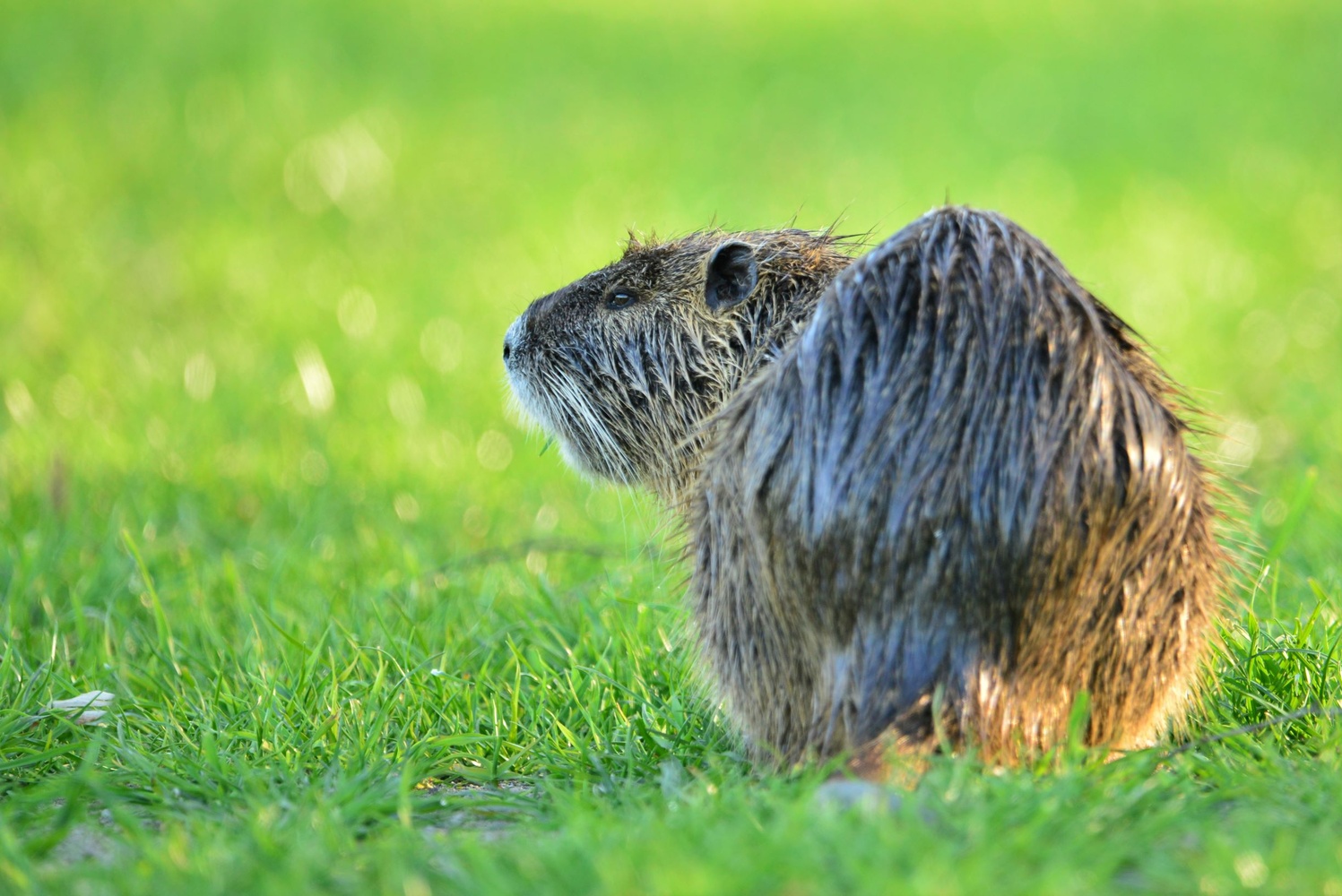 Nutria