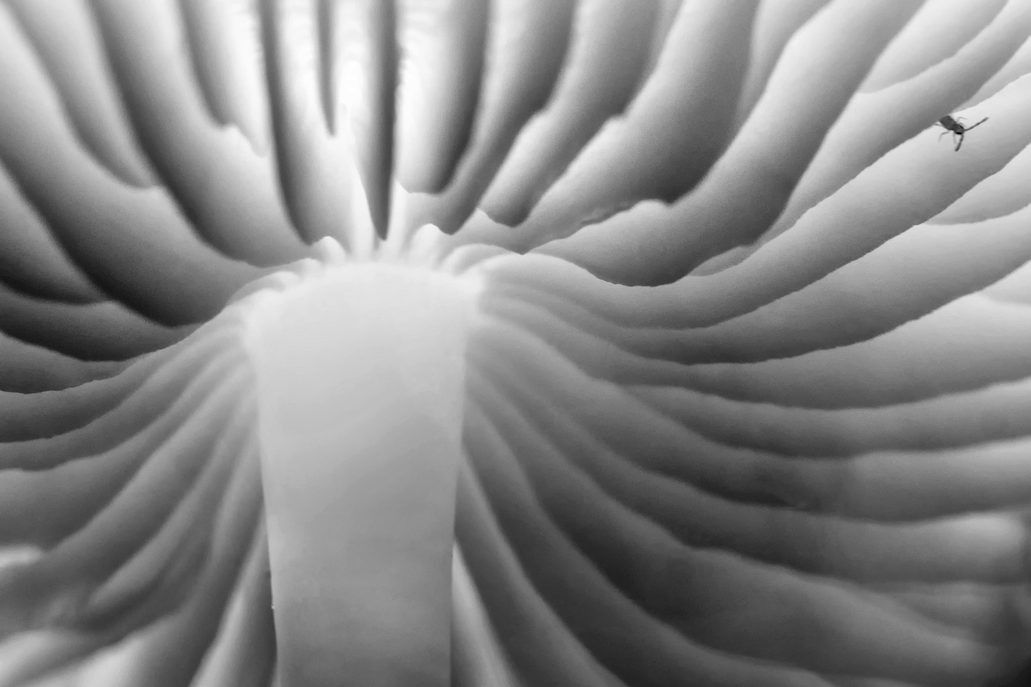 Pilz sw