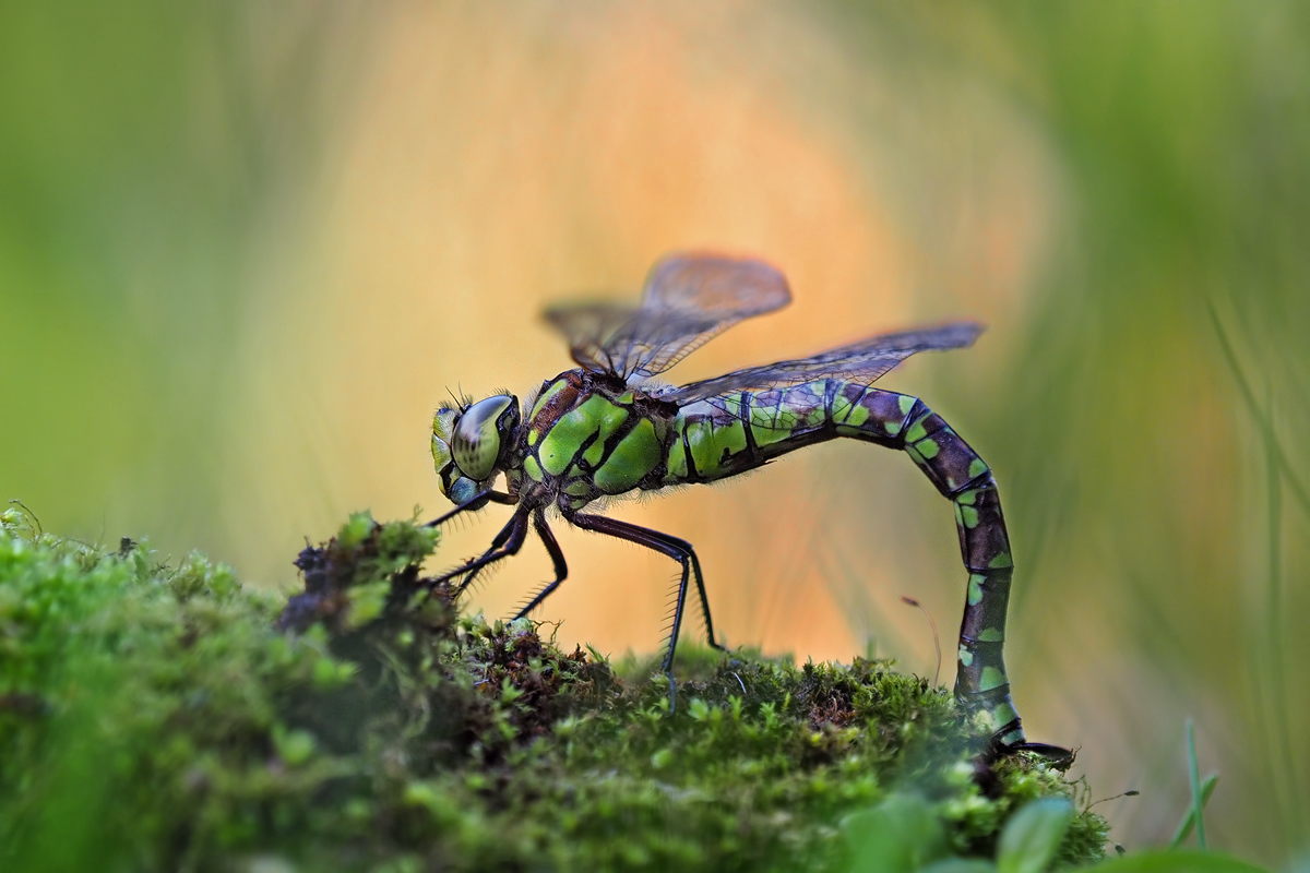 Eiablage von der Blau-Grünen Mosaikjungfer