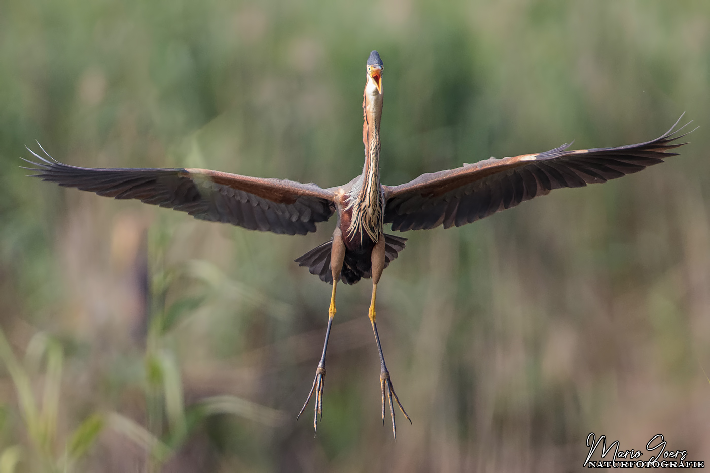 Anflug des Purpurreihers