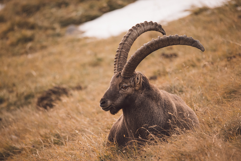 Steinbock