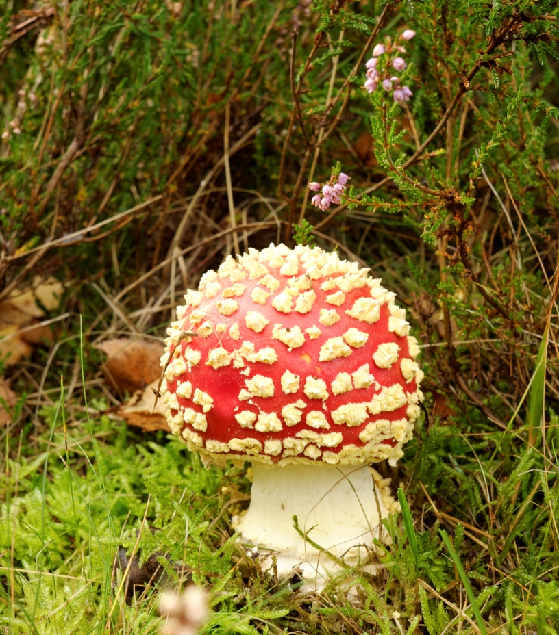 Fliegenpilz am Standort