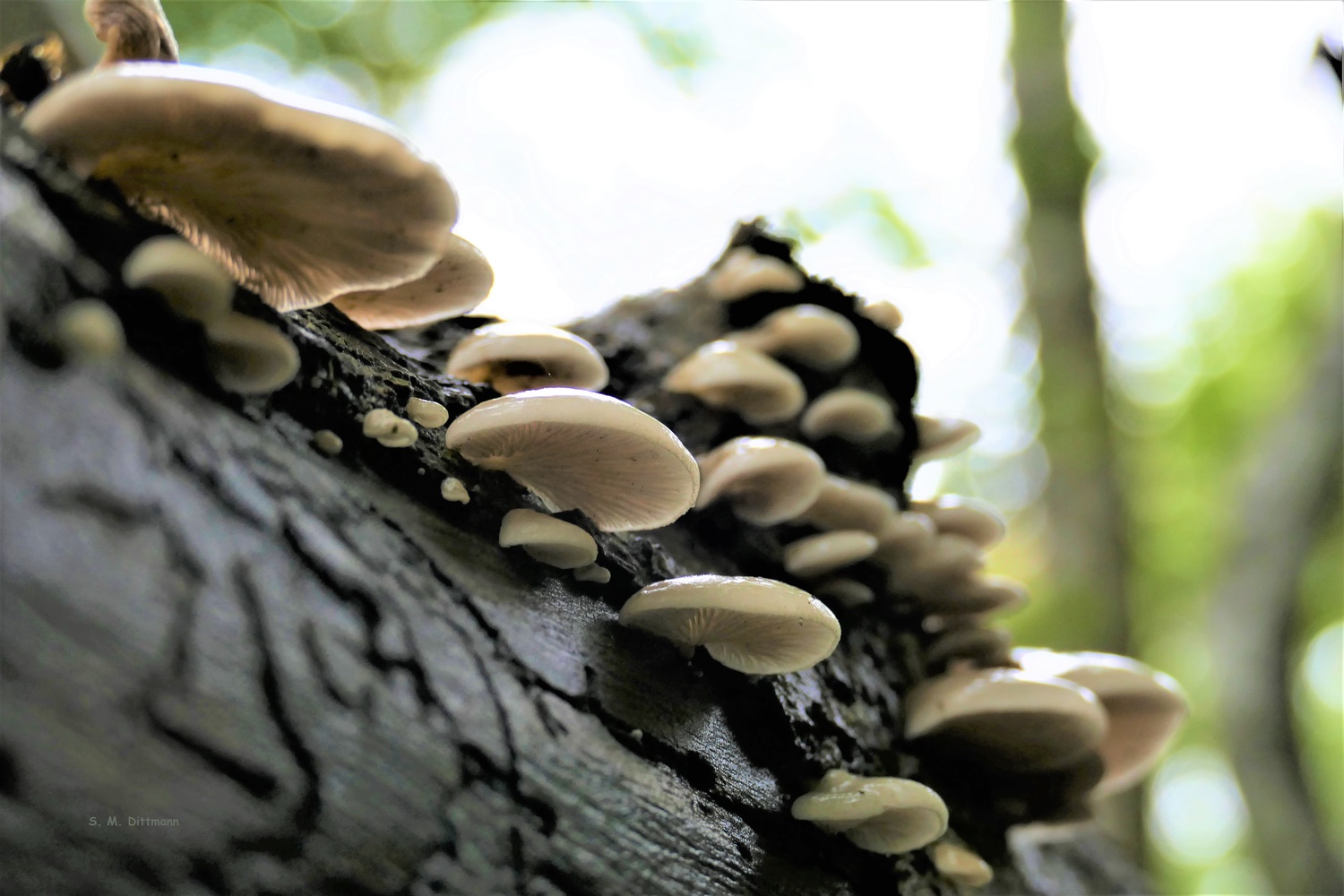 Das Gallertfleischige Stummelfüßchen