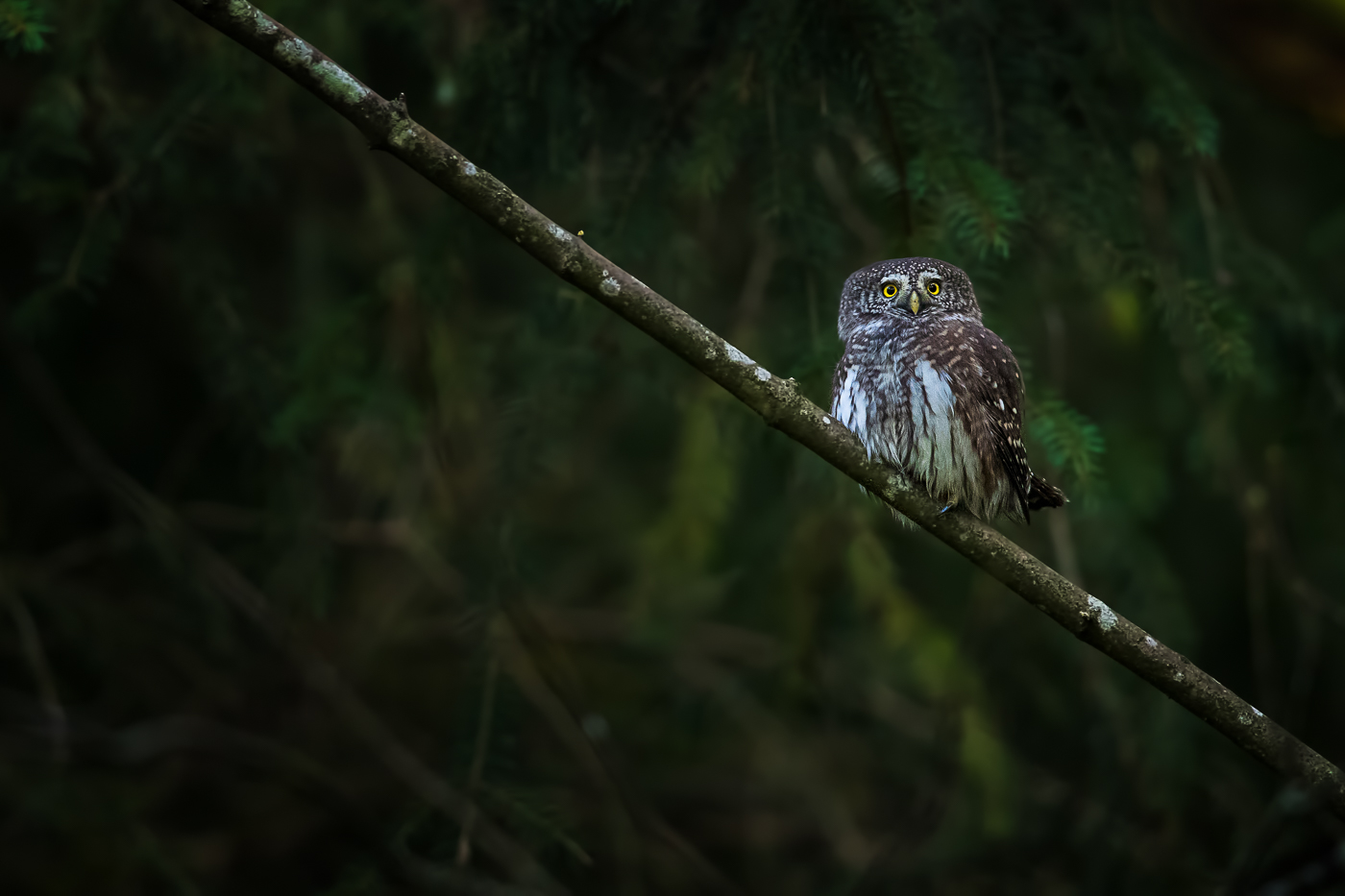 Sperlingskauz (Glaucidium passerinum)