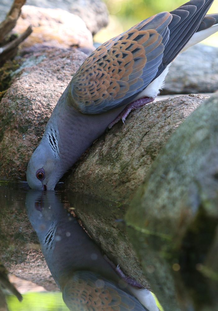 Bald Vogel des Jahres