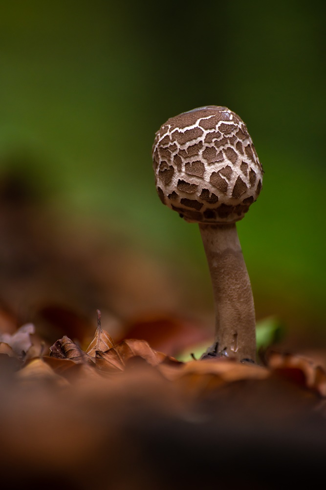 Aus dem Herbstlaub