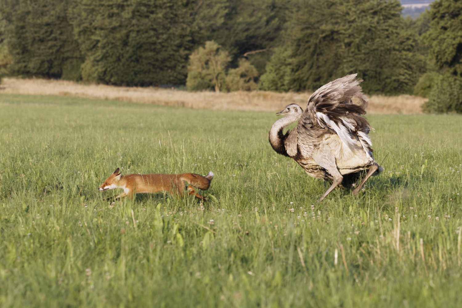 Nandu jagt jungen Fuchs